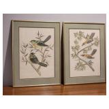 Beautiful Fine Art Avian Print Pair - Sparrows