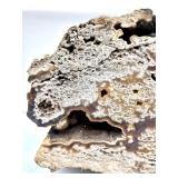 Agatized Coral Fossil Rock