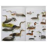 2 LARGE Hardcover Illustrated Bird Encyclopedias