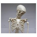 Awesome Vintage Full Body Medical Skeleton Model - 32" Tall