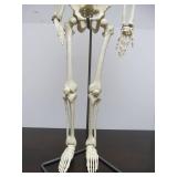 Awesome Vintage Full Body Medical Skeleton Model - 32" Tall