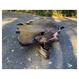 Gorgeous LARGE Natural Burl Wood Slab Coffee Table