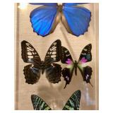 Beautiful Genuine Tropical Butterfly Specimen in Lucite/Acrylic Display Case - Signed by Maker