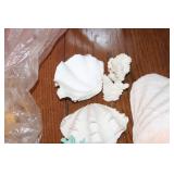 Assortment of Decorative Coral and Shells - Great for Home Decor