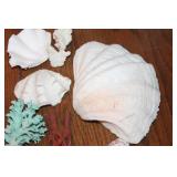 Assortment of Decorative Coral and Shells - Great for Home Decor