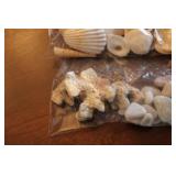 Collection of Seashells and Beach Stones - Assorted