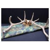 VINTAGE ANTLERS