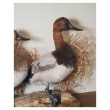 Professional Taxidermy Fowl Mount - Canvasbacks