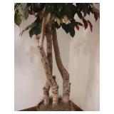 Seven-Foot Faux Fig Tree & Silk Dieffenbachia