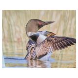 Tom Knight "Common Loon Wing Flap" Floating Metal Wall Photography