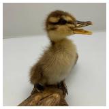 Baby Duckling Taxidery Mount