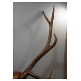 Elk Antler Mount