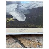 Beautiful Prints Iceland or Jer Falcon, Ivory Billed Woodpecker Falco Island, Louisiana Hern Adrea