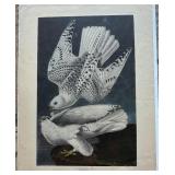 Beautiful Prints Iceland or Jer Falcon, Ivory Billed Woodpecker Falco Island, Louisiana Hern Adrea