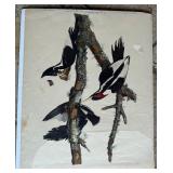 Beautiful Prints Iceland or Jer Falcon, Ivory Billed Woodpecker Falco Island, Louisiana Hern Adrea