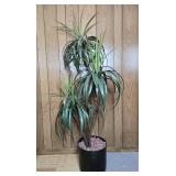 Artificial Dracaena Plant in Black Pot