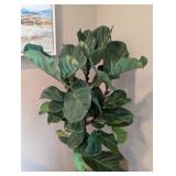 Potted Fiddle Leaf Fig Plant