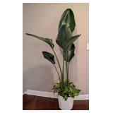 Potted Bird of Paradise and Pothos Plants