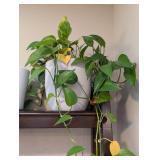 Pair of Trailing Pothos Plants