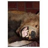 Mounted Bear Head Taxidermy with Wooden Plaque