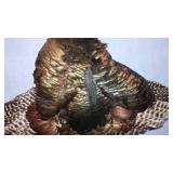 Taxidermy Wild Turkey Mount Display for Wall Decoration