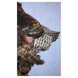 Taxidermy Wild Turkey Mount Display for Wall Decoration