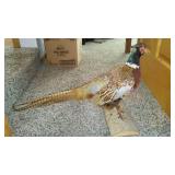 Mounted Ringneck Pheasant Taxidermy Display on Wooden Base