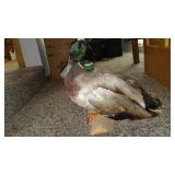 Taxidermy Mallard Duck Mounted on Wooden Base