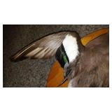 Mounted Taxidermy Duck Display on Wooden Base