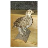 Taxidermy Mounted Ruffed Grouse on Natural Wood Base