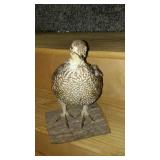 Taxidermy Mounted Ruffed Grouse on Natural Wood Base