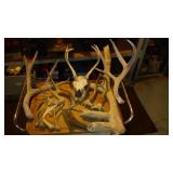 Collection of Deer Antlers and Skull