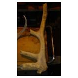 Collection of Deer Antlers and Skull