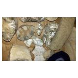 Collection of Fossils and Natural Minerals Including Agate Slice