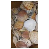 Large Mixed Collection of Seashells and Sea Treasures - Assorted Types