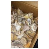 Large Mixed Collection of Seashells and Sea Treasures - Assorted Types