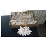 Collection of Seashells and Coral Specimens