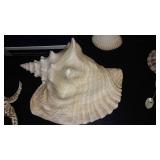 Collection of Assorted Seashells and Sea Sponge Decor