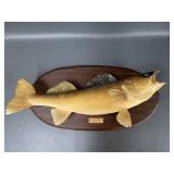 Vintage Large Mounted Walleye Fish Plaque with Engraved Plate from Leech Lake 1974