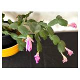 Christmas Cactus in a Halls for Hot Point Refrigerators Bowl