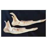 Two Hand Painted Animal Jaw Bones