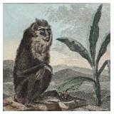 Fig 199 Baboon Motif Mandrill Print