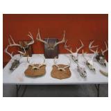 Deer Antlers