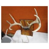 Deer Antlers