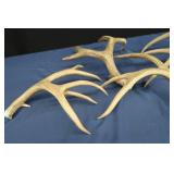 MULE DEER ANTLERS