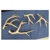 MULE DEER ANTLERS