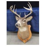 WHITE-TAIL DEER SHOULDER/HEAD MOUNT