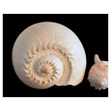 Large Melo Broderipii or Melon Shell and Whelk Shell