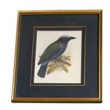 Temmincks Rotter Bird Print by J.G. Keuleman