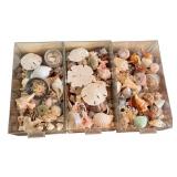 Three Storage Bins Full of a Variety of Seashells